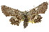  ( - 11ANIC-02681)  @11 [ ] CreativeCommons - Attribution (2011) ANIC/CBG Photography Group Centre for Biodiversity Genomics