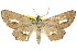  ( - 11ANIC-02682)  @11 [ ] CreativeCommons - Attribution (2011) ANIC/CBG Photography Group Centre for Biodiversity Genomics