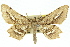  (Gonodontis stramenticea - 11ANIC-02686)  @15 [ ] CreativeCommons - Attribution (2011) ANIC/CBG Photography Group Centre for Biodiversity Genomics