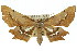  (Gonodontis euctista - 11ANIC-02689)  @11 [ ] CreativeCommons - Attribution (2011) ANIC/CBG Photography Group Centre for Biodiversity Genomics