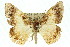  ( - 11ANIC-02703)  @13 [ ] CreativeCommons - Attribution (2011) ANIC/CBG Photography Group Centre for Biodiversity Genomics