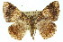  ( - 11ANIC-02704)  @12 [ ] CreativeCommons - Attribution (2011) ANIC/CBG Photography Group Centre for Biodiversity Genomics