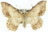  ( - 11ANIC-02734)  @11 [ ] CreativeCommons - Attribution (2011) ANIC/CBG Photography Group Centre for Biodiversity Genomics