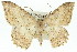  ( - 11ANIC-02735)  @11 [ ] CreativeCommons - Attribution (2011) ANIC/CBG Photography Group Centre for Biodiversity Genomics