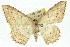  ( - 11ANIC-02736)  @11 [ ] CreativeCommons - Attribution (2011) ANIC/CBG Photography Group Centre for Biodiversity Genomics