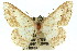  ( - 11ANIC-02737)  @14 [ ] CreativeCommons - Attribution (2011) ANIC/CBG Photography Group Centre for Biodiversity Genomics