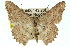  ( - 11ANIC-02738)  @14 [ ] CreativeCommons - Attribution (2011) ANIC/CBG Photography Group Centre for Biodiversity Genomics