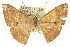  ( - 11ANIC-02746)  @13 [ ] CreativeCommons - Attribution (2011) ANIC/CBG Photography Group Centre for Biodiversity Genomics