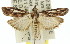  ( - 11ANIC-02761)  @13 [ ] CreativeCommons - Attribution (2011) ANIC/CBG Photography Group Centre for Biodiversity Genomics