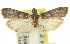  ( - 11ANIC-02770)  @13 [ ] CreativeCommons - Attribution (2011) ANIC/CBG Photography Group Centre for Biodiversity Genomics