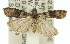  ( - 11ANIC-02775)  @13 [ ] CreativeCommons - Attribution (2011) ANIC/CBG Photography Group Centre for Biodiversity Genomics