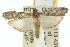  ( - 11ANIC-02804)  @13 [ ] CreativeCommons - Attribution (2011) ANIC/CBG Photography Group Centre for Biodiversity Genomics