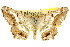  ( - 11ANIC-02870)  @11 [ ] CreativeCommons - Attribution (2011) ANIC/CBG Photography Group Centre for Biodiversity Genomics