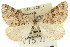  ( - 11ANIC-02898)  @13 [ ] CreativeCommons - Attribution (2011) ANIC/CBG Photography Group Centre for Biodiversity Genomics