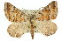  ( - 11ANIC-02906)  @14 [ ] CreativeCommons - Attribution (2011) ANIC/CBG Photography Group Centre for Biodiversity Genomics