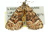  ( - 11ANIC-02907)  @13 [ ] CreativeCommons - Attribution (2011) ANIC/CBG Photography Group Centre for Biodiversity Genomics