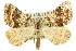  ( - 11ANIC-02908)  @13 [ ] CreativeCommons - Attribution (2011) ANIC/CBG Photography Group Centre for Biodiversity Genomics