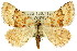  ( - 11ANIC-02909)  @14 [ ] CreativeCommons - Attribution (2011) ANIC/CBG Photography Group Centre for Biodiversity Genomics