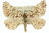  ( - 11ANIC-02913)  @13 [ ] CreativeCommons - Attribution (2011) ANIC/CBG Photography Group Centre for Biodiversity Genomics