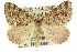  ( - 11ANIC-02915)  @14 [ ] CreativeCommons - Attribution (2011) ANIC/CBG Photography Group Centre for Biodiversity Genomics