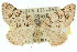  ( - 11ANIC-02917)  @14 [ ] CreativeCommons - Attribution (2011) ANIC/CBG Photography Group Centre for Biodiversity Genomics