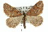  ( - 11ANIC-02918)  @14 [ ] CreativeCommons - Attribution (2011) ANIC/CBG Photography Group Centre for Biodiversity Genomics