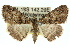  ( - 11ANIC-02942)  @15 [ ] CreativeCommons - Attribution (2011) ANIC/CBG Photography Group Centre for Biodiversity Genomics