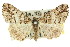  ( - 11ANIC-02943)  @15 [ ] CreativeCommons - Attribution (2011) ANIC/CBG Photography Group Centre for Biodiversity Genomics