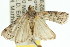  ( - 11ANIC-02958)  @13 [ ] CreativeCommons - Attribution (2011) ANIC/CBG Photography Group Centre for Biodiversity Genomics
