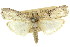  ( - 11ANIC-02978)  @11 [ ] CreativeCommons - Attribution (2011) ANIC/CBG Photography Group Centre for Biodiversity Genomics