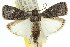  ( - 11ANIC-02988)  @15 [ ] CreativeCommons - Attribution (2011) ANIC/CBG Photography Group Centre for Biodiversity Genomics