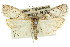  ( - 11ANIC-03003)  @14 [ ] CreativeCommons - Attribution (2011) ANIC/CBG Photography Group Centre for Biodiversity Genomics