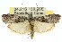  (Ctenomeristis shafferi - 11ANIC-03008)  @14 [ ] CreativeCommons - Attribution (2011) ANIC/CBG Photography Group Centre for Biodiversity Genomics