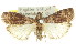  ( - 11ANIC-03032)  @14 [ ] CreativeCommons - Attribution (2011) ANIC/CBG Photography Group Centre for Biodiversity Genomics