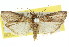  ( - 11ANIC-03036)  @14 [ ] CreativeCommons - Attribution (2011) ANIC/CBG Photography Group Centre for Biodiversity Genomics