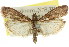  ( - 11ANIC-03038)  @11 [ ] CreativeCommons - Attribution (2011) ANIC/CBG Photography Group Centre for Biodiversity Genomics