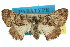  ( - 11ANIC-03055)  @11 [ ] CreativeCommons - Attribution (2011) ANIC/CBG Photography Group Centre for Biodiversity Genomics