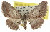  ( - 11ANIC-03066)  @14 [ ] CreativeCommons - Attribution (2011) ANIC/CBG Photography Group Centre for Biodiversity Genomics