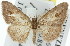  ( - 11ANIC-03071)  @11 [ ] CreativeCommons - Attribution (2011) ANIC/CBG Photography Group Centre for Biodiversity Genomics