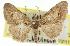  (Boarmia driophila - 11ANIC-03072)  @11 [ ] CreativeCommons - Attribution (2011) ANIC/CBG Photography Group Centre for Biodiversity Genomics