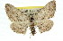  (Phelotis - 11ANIC-03084)  @15 [ ] CreativeCommons - Attribution (2011) ANIC/CBG Photography Group Centre for Biodiversity Genomics