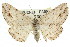  ( - 11ANIC-03090)  @11 [ ] CreativeCommons - Attribution (2011) ANIC/CBG Photography Group Centre for Biodiversity Genomics