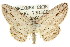  (Boarmia phricomita - 11ANIC-03092)  @11 [ ] CreativeCommons - Attribution (2011) ANIC/CBG Photography Group Centre for Biodiversity Genomics