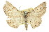  (Boarmia polysticta - 11ANIC-03096)  @11 [ ] CreativeCommons - Attribution (2011) ANIC/CBG Photography Group Centre for Biodiversity Genomics