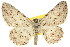  ( - 11ANIC-03097)  @11 [ ] CreativeCommons - Attribution (2011) ANIC/CBG Photography Group Centre for Biodiversity Genomics