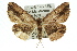  ( - 11ANIC-03104)  @14 [ ] CreativeCommons - Attribution (2011) ANIC/CBG Photography Group Centre for Biodiversity Genomics