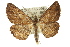  ( - 11ANIC-03106)  @14 [ ] CreativeCommons - Attribution (2011) ANIC/CBG Photography Group Centre for Biodiversity Genomics