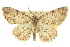  ( - 11ANIC-03116)  @11 [ ] CreativeCommons - Attribution (2011) ANIC/CBG Photography Group Centre for Biodiversity Genomics