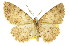  ( - 11ANIC-03117)  @11 [ ] CreativeCommons - Attribution (2011) ANIC/CBG Photography Group Centre for Biodiversity Genomics