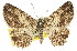  ( - 11ANIC-03118)  @11 [ ] CreativeCommons - Attribution (2011) ANIC/CBG Photography Group Centre for Biodiversity Genomics